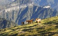 herd of ponies on green mountains