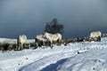 Herd of ponies in the snow on Dartmoor Royalty Free Stock Photo