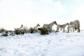 Herd of ponies in the snow on Dartmoor Royalty Free Stock Photo