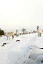 Herd of ponies in the snow on Dartmoor Royalty Free Stock Photo