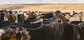 Herd of precious Icelandic horses gathered in a farm