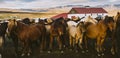 Herd of precious Icelandic horses gathered in a farm