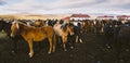 Herd of precious Icelandic horses gathered in a farm