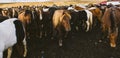 Herd of precious Icelandic horses gathered in a farm