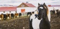 Herd of precious Icelandic horses gathered in a farm