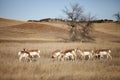 Herd of pronghorn antelope Royalty Free Stock Photo