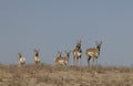 Herd of Pronghorn Antelope in Autumn in the Utah Desert