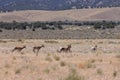 Herd of Pronghorn Antelope Bucks Royalty Free Stock Photo