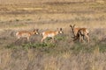 Herd of Pronghorn Antelope Bucks Royalty Free Stock Photo