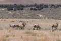 Herd of Pronghorn Antelope Bucks in Summer Royalty Free Stock Photo