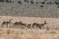 Herd of Pronghorn Antelope Bucks in Utah