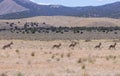 Herd of Pronghorn Antelope Bucks in Utah Royalty Free Stock Photo