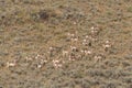 Herd of Pronghorn Antelope in Fall Royalty Free Stock Photo