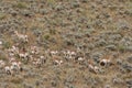 Herd of Pronghorn Antelope in the Fall Rut Royalty Free Stock Photo
