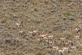 Herd of Pronghorn Antelope in Rut in Fall Royalty Free Stock Photo