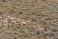 Herd of Pronghorn Antelope Rutting in Wyoming