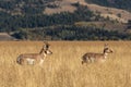 Pronghorn Antelope Buck and Doe in Rut Royalty Free Stock Photo