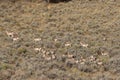 Herd of Pronghorn Antelope in Autumn Royalty Free Stock Photo