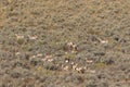 Pronghorn Antelope Herd in Fall in Wyoming Royalty Free Stock Photo