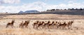 A herd of pronghorn antelope race across grassland Royalty Free Stock Photo