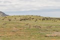 Pronghorn Antelope Herd Royalty Free Stock Photo