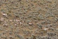 Herd of Pronghorn Antelope Rutting in Wyoming