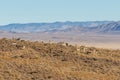 Herd of Pronghorn Antelope in Utah Royalty Free Stock Photo