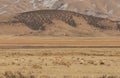 Herd of Pronghorn Antelope Royalty Free Stock Photo