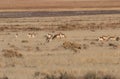 Herd of Pronghorn Antelope Royalty Free Stock Photo