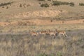 Herd of Pronghorn Bucks Royalty Free Stock Photo