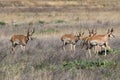 Herd of Pronghorn Bucks Royalty Free Stock Photo