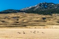 A herd of Pronghorn Deer rest in the open plains of Wyoning Yellowstone National Park. Mountain and rolling hills in background