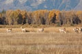 Herd of Pronghorn Does Grazing