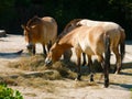 Herd of Przewalski horses(Equus przewalskii)