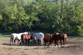 Herd of purebred horses eating hay in summer corral