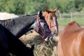 Herd of purebred horses eating hay in summer corral