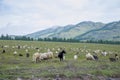 Herd of rams to pass in the mountains of Altai Russia