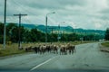 Herd of rams walking along doge