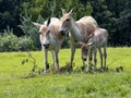 herd of rare Equus hemionus onager, Persian wild ass, graze on green grass