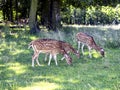 Herd of rare female Persian fallow deer, Dama mesopotamica Royalty Free Stock Photo