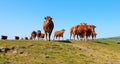 Herd of Red cattle cows livestock Royalty Free Stock Photo