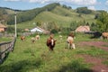 Herd of red cows grazing on the street in the village, against the backdrop of wooded mountains.