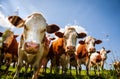 Herd of red cows in the pasture Royalty Free Stock Photo