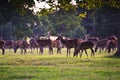 Herd of red deer in Autumn Fall Royalty Free Stock Photo