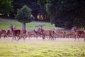 Herd of red deer in Autumn Fall Royalty Free Stock Photo