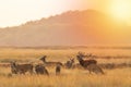 Herd of red deer cervus elaphus rutting and roaring during sunset Royalty Free Stock Photo