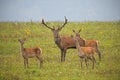 Herd of red deer, cervus elaphus, in rutting season. Royalty Free Stock Photo