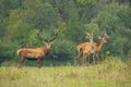 Herd of red deer, cervus elaphus, in rutting season. Royalty Free Stock Photo