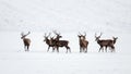 Herd of red deer, cervus elaphus, stags in winter on snow.