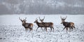 Herd of red deer, cervus elaphus, stags in winter on snow.